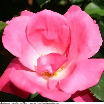 Rose Knockout Pink (Rosa 'Knockout Pink')