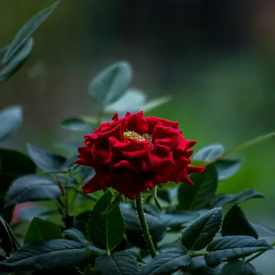 Rouge Royale flower variety
