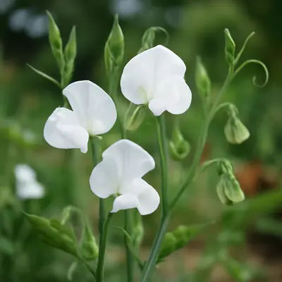 Royal Wedding flower variety