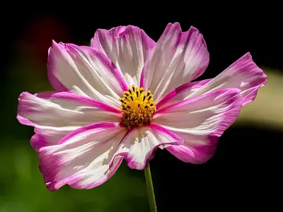 Rubenza flower variety