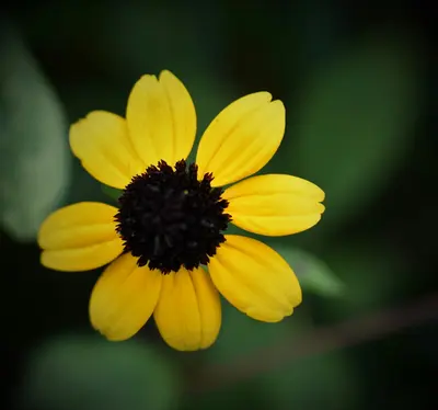 yellow flower in tilt shift lens