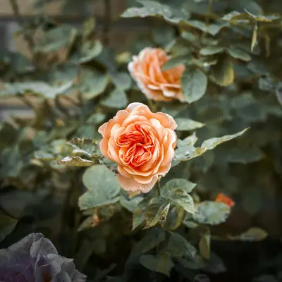 Salmon Rose flower variety