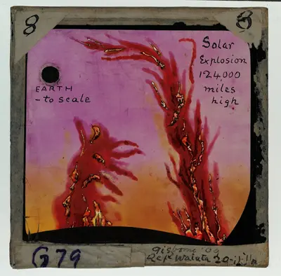 Salvia Splendens Red Hot Sally flower variety