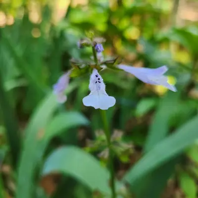 Salvia Victoria Blue flower variety