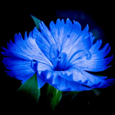A blue flower with green leaves on a black background