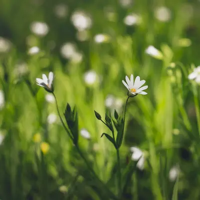 Seeker White flower variety