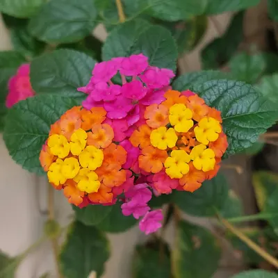 Sensation Mix flower variety