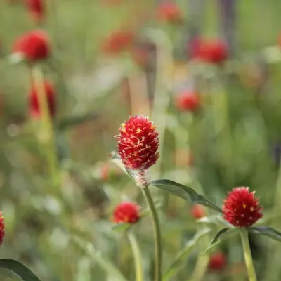Sequin flower variety