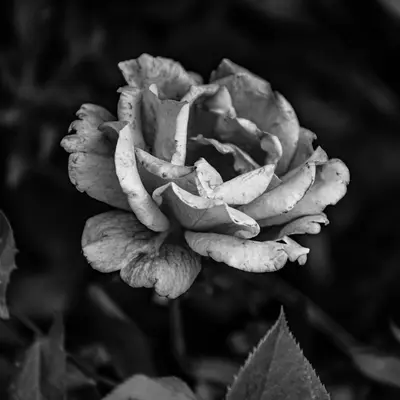 Silvery Rose flower variety