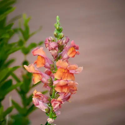 Snapdragon Rocket Mix flower variety