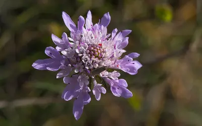 Snowmaiden flower variety
