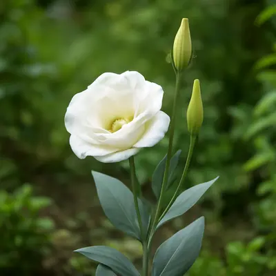 Solo® White flower variety