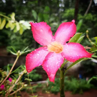 Sonja flower variety