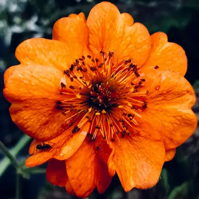Sorbet® XP Deep Orange flower variety