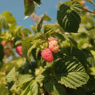 Sorbet® XP Raspberry flower variety