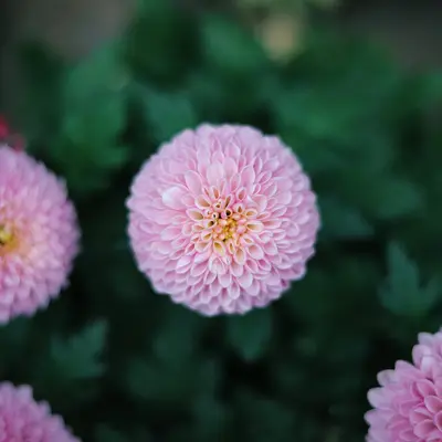 Soufflé Light Pink flower variety