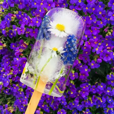 Spencer Ice Cream (Lathyrus odoratus)