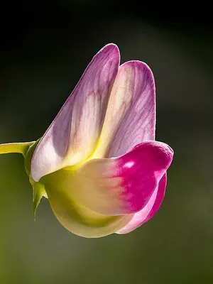 Spencer Ripple Formula Mix flower variety