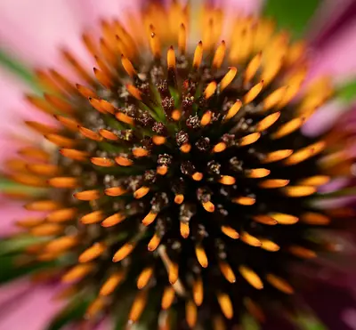 Starburst™ Greenburst DMR flower variety