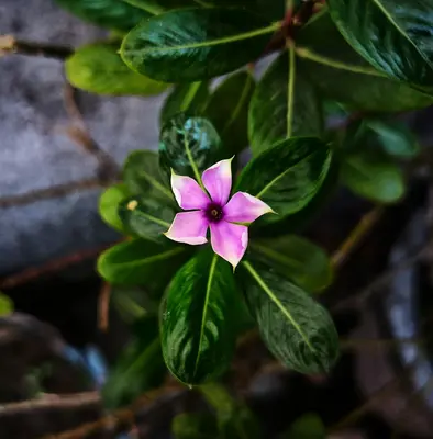 Starflower flower variety