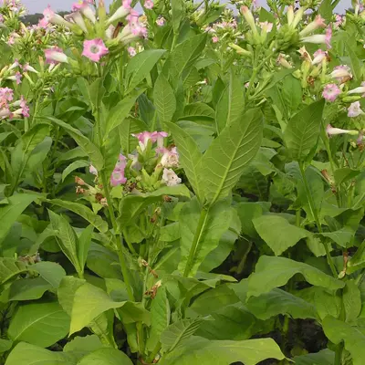 Starlight Dancer flower variety