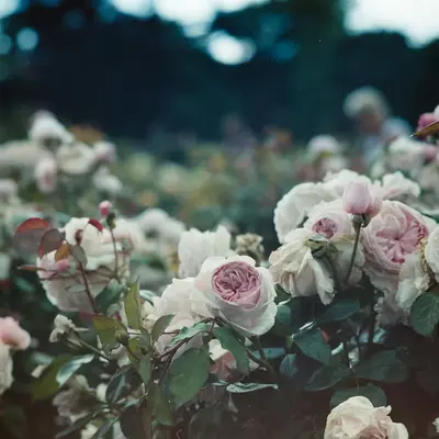 StoX® Antique Rose flower variety