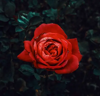 StoX® Deep Rose flower variety