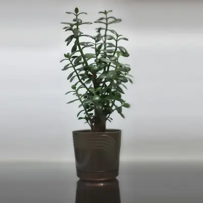 StoX® Silver flower variety