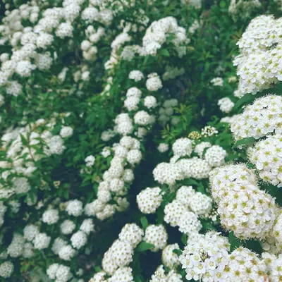 StoX® White flower variety