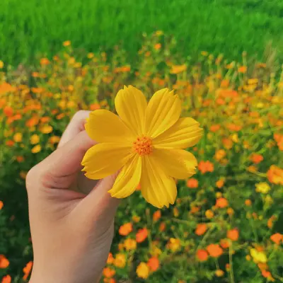 StoX® Yellow flower variety