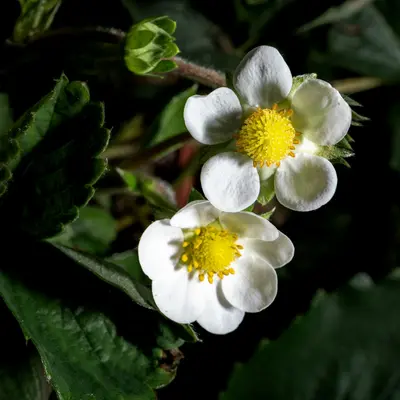 Strawberry Blonde flower variety