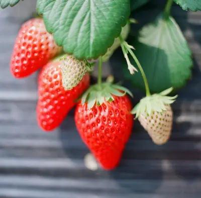 Strawberry Fields flower variety