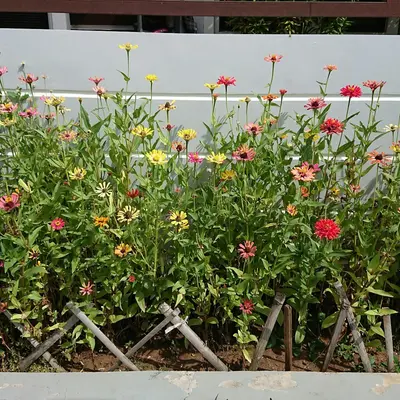 Summer Breeze Mix flower variety