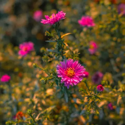 Summer Lovin flower variety