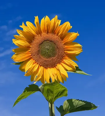Sunbright Supreme flower variety