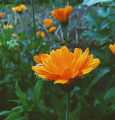 Sunbright flower variety