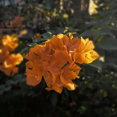Sunday™ Bright Orange flower variety