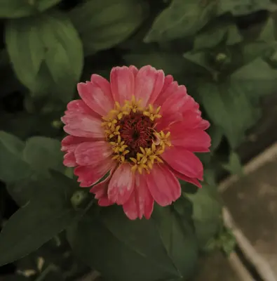 Sunday™ Bright Pink flower variety