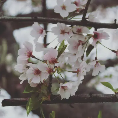 Sunday™ Cherry flower variety