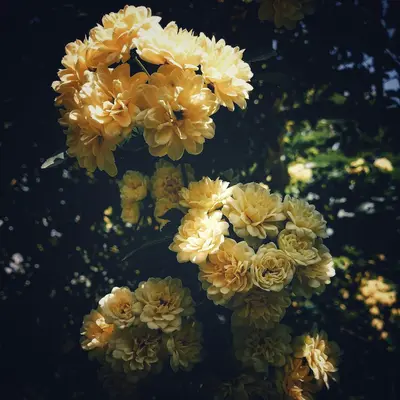 Sunday™ Gold flower variety