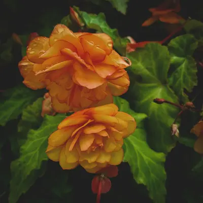 Sunday™ Orange flower variety