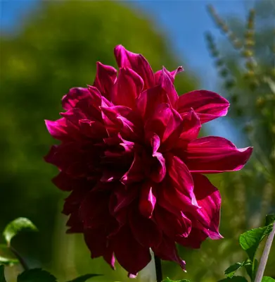 Sunday™ Wine Red flower variety