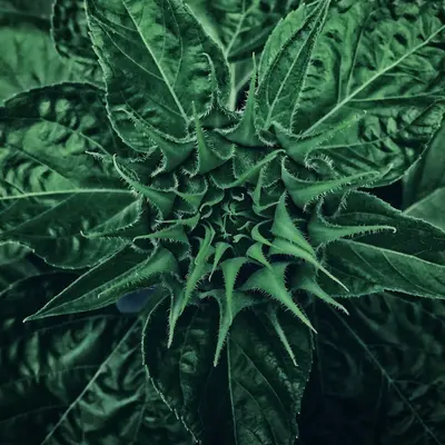 SunFill™ Green flower variety