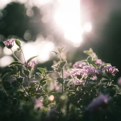 SunFill™ Purple flower variety