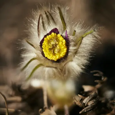 white and yellow flower in tilt shift lens