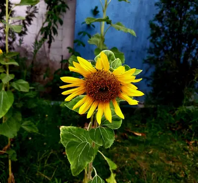 Sunrich Gold flower variety