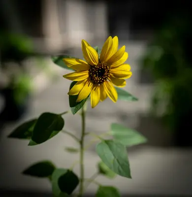 Sunrich Lemon flower variety