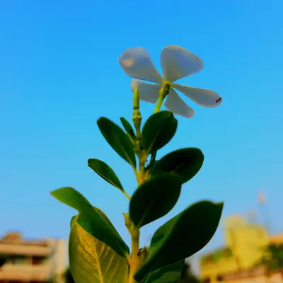 Sunrich Lime flower variety