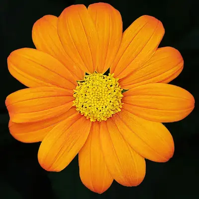 Sunrich Orange DMR flower variety