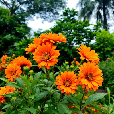 Sunrich Orange flower variety